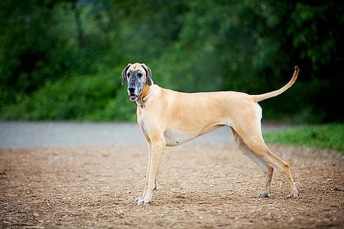 Dane Great dog
