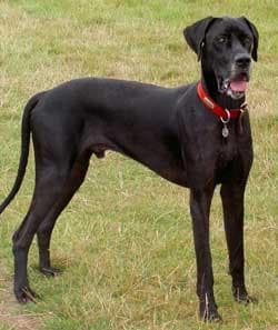 Dane Great dog