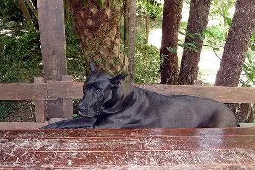 Dane