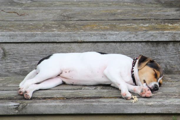 Danish dog