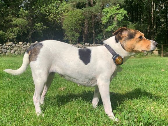Winter Dog Grooming: Essential Cold Weather Coat Care