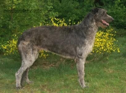 Deerhound dog