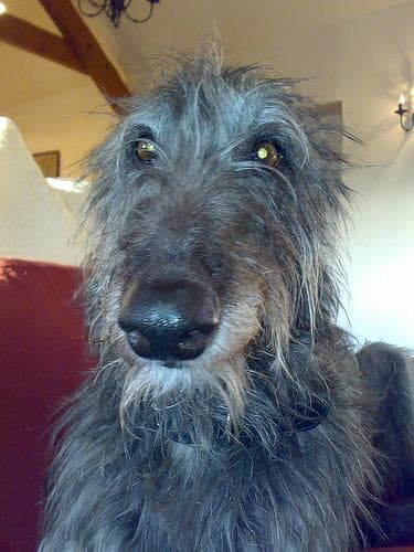 Deerhound Scottish dog