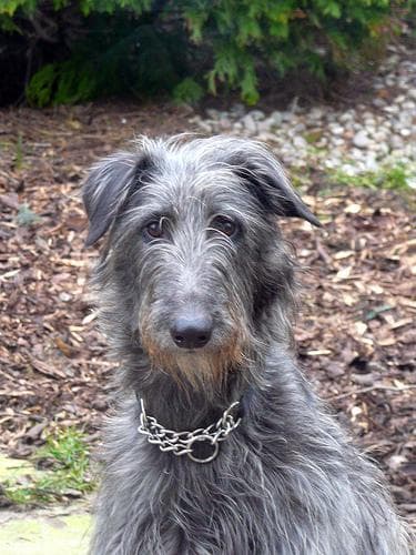 Deerhound Scottish dog