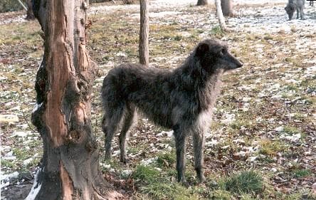 Deerhound dog