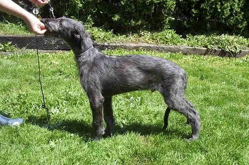 Deerhound Scottish