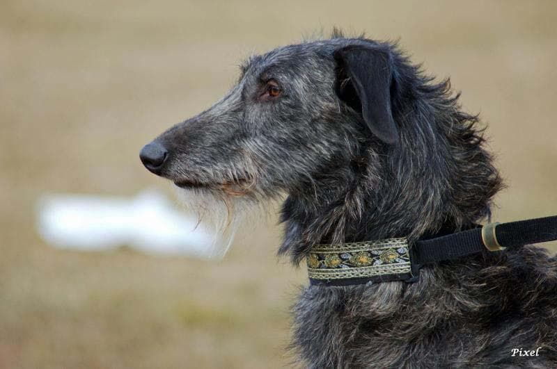 Deerhound Scottish dog