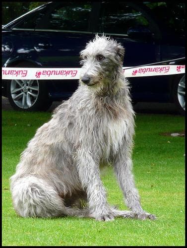 Deerhound Scottish dog