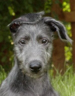 Deerhound dog