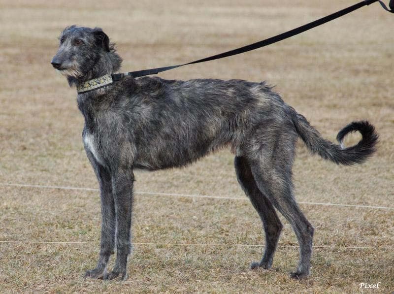 Deerhound Scottish