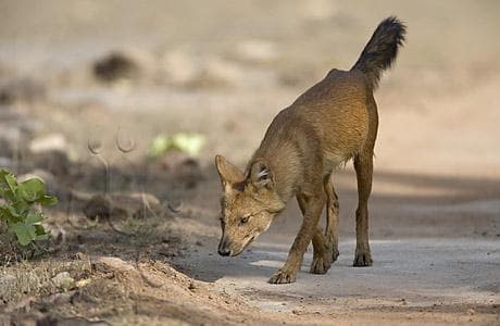 Dhole dog