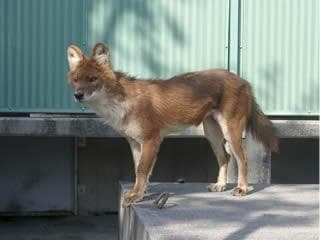Dhole dog