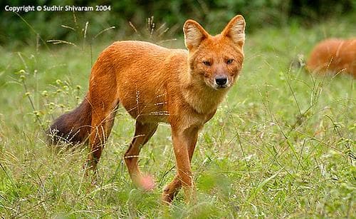 Dhole dog