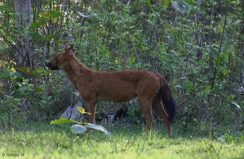 Dhole