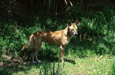 Dingo dog