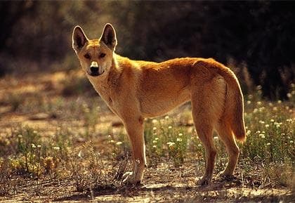 Dingo dog