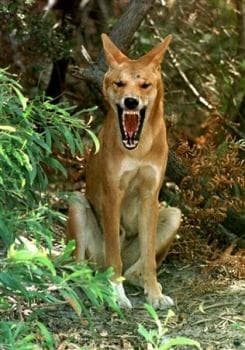 Dingo dog