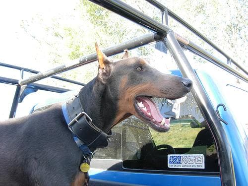Doberman dog