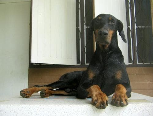 Doberman dog
