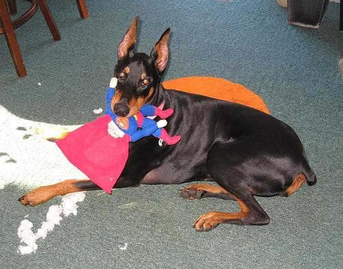 Doberman dog