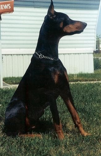 Doberman dog