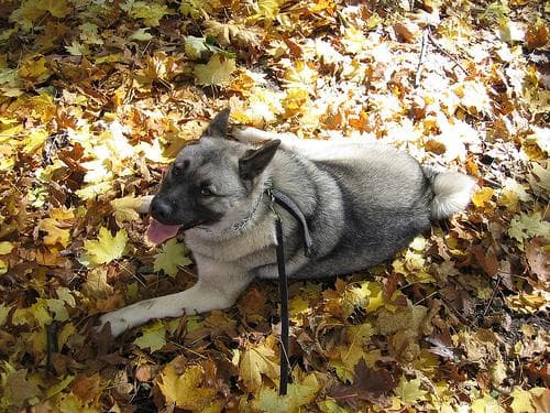 Elkhound Norwegian dog