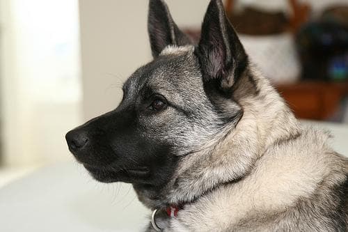 Elkhound Norwegian