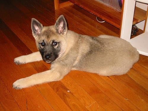 Elkhound dog
