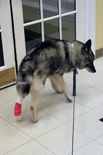 Elkhound dog