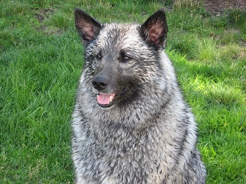 Elkhound Norwegian dog
