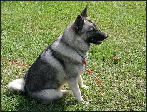 Elkhound dog
