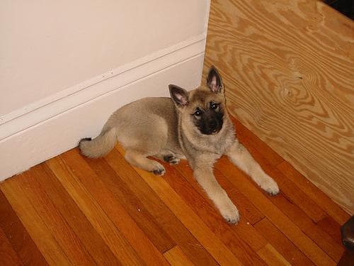 Elkhound dog