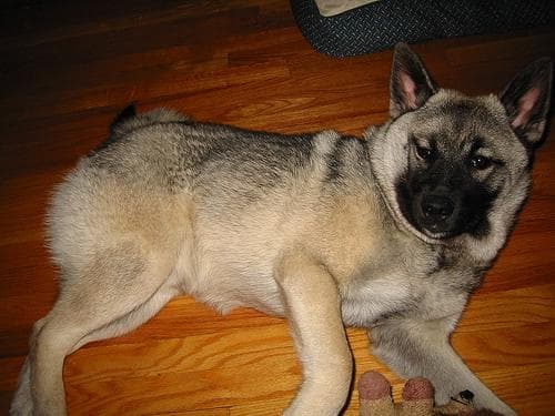 Elkhound Norwegian dog