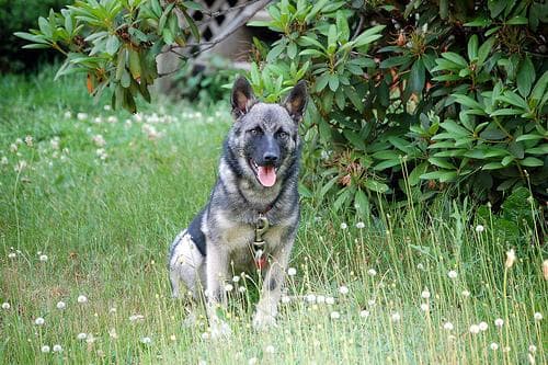 Elkhound Norwegian