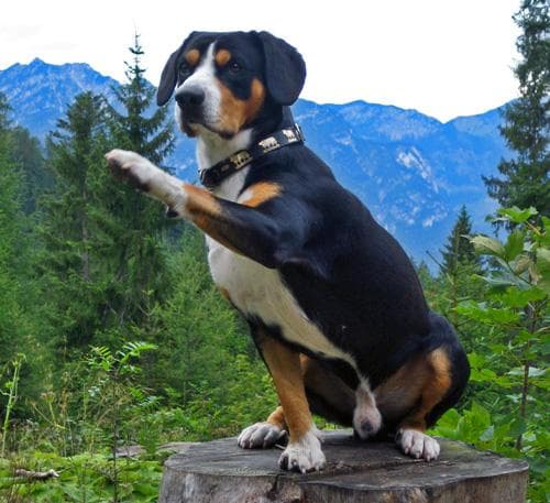 Entlebucher dog