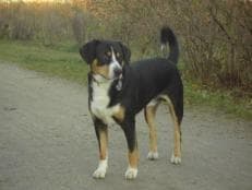 Entlebucher dog