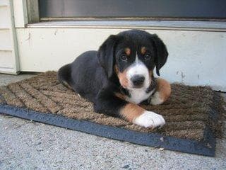 Entlebucher dog
