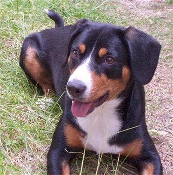 Entlebucher dog