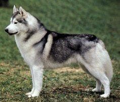Eskimo dog