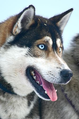 Eskimo dog