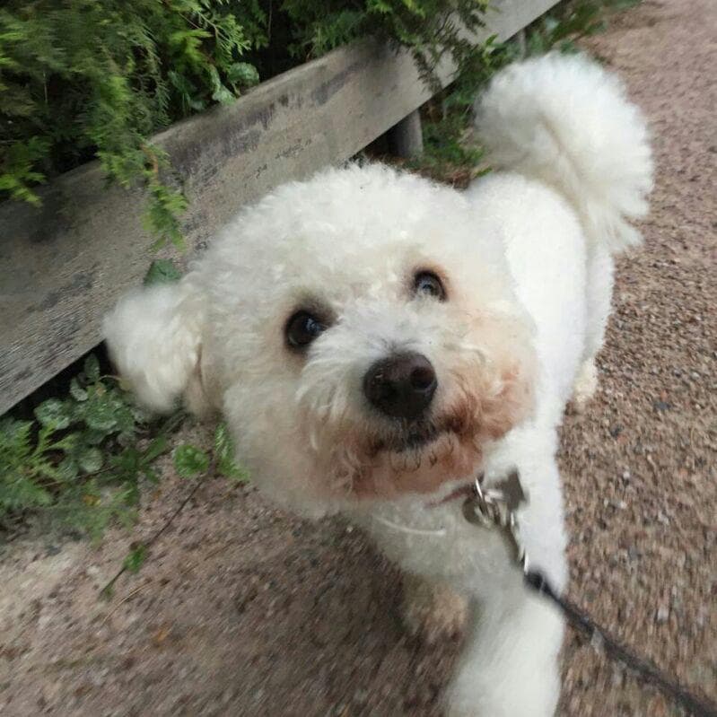 Frise Bichon dog