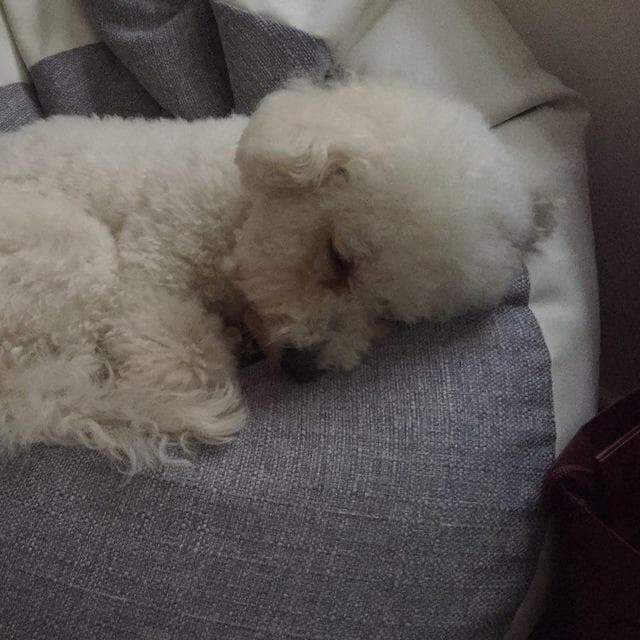 Frise dog