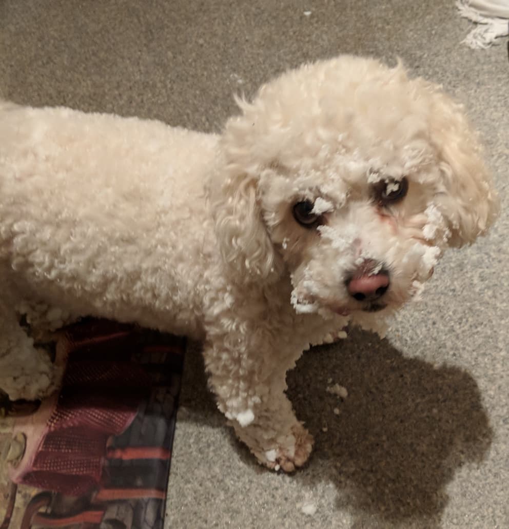 Frise Bichon