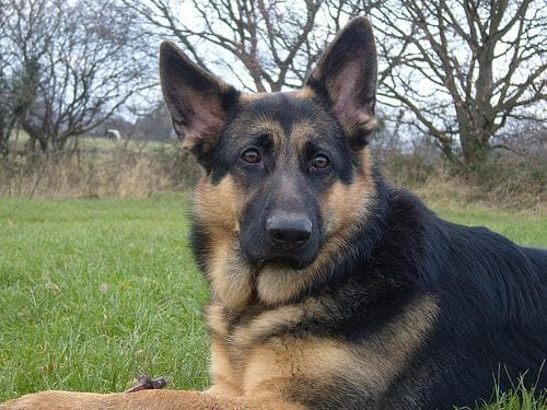 German dog