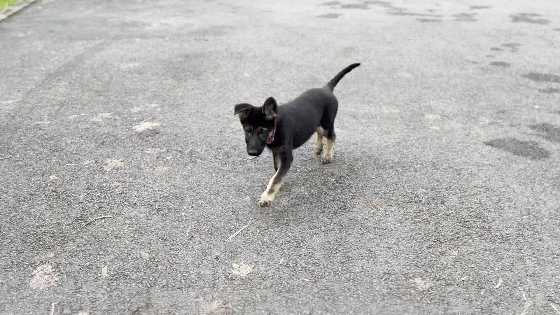 Germanshepherd dog
