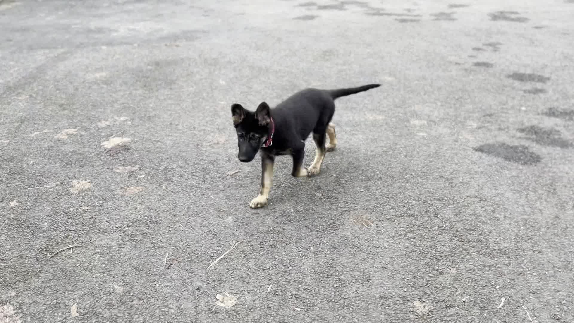 Germanshepherd dog