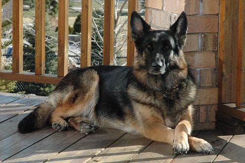 Germanshepherd