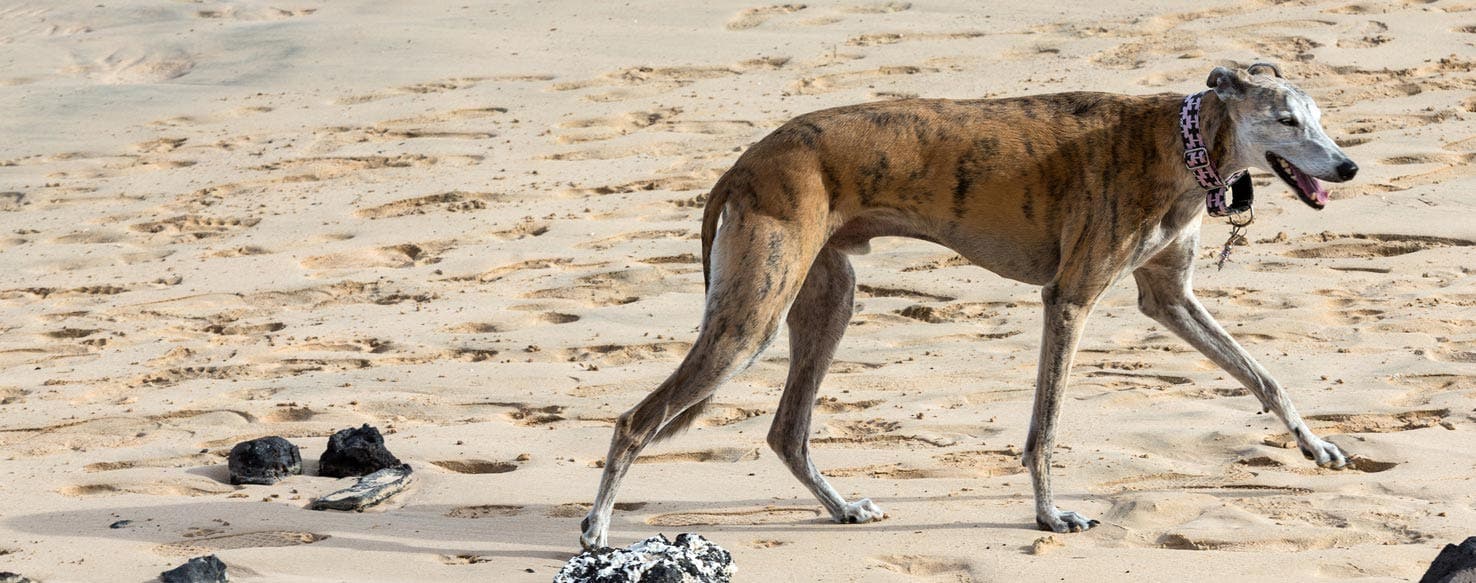 The Dog Probiotics Revolution: Why Gut Health Is 2024's Biggest Pet Wellness Breakthrough