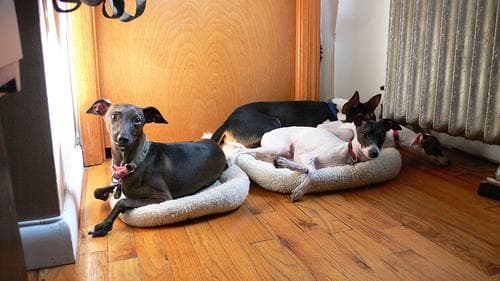Greyhound Italian dog