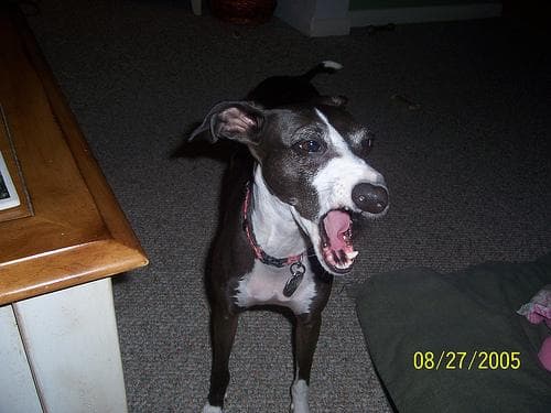 Greyhound Italian dog